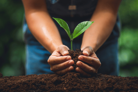 EverGreen Tree Planting Service