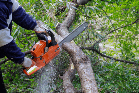 Tree Trimming Service Ugene Oregon