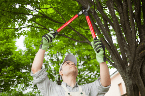 Tree Trimming Eugene oregon, or