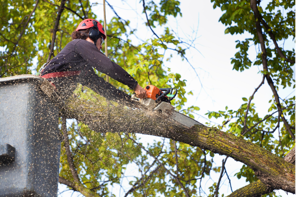 Tree_removal_Service_Eugene_Oregon