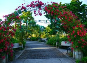 Owen Rose Garden